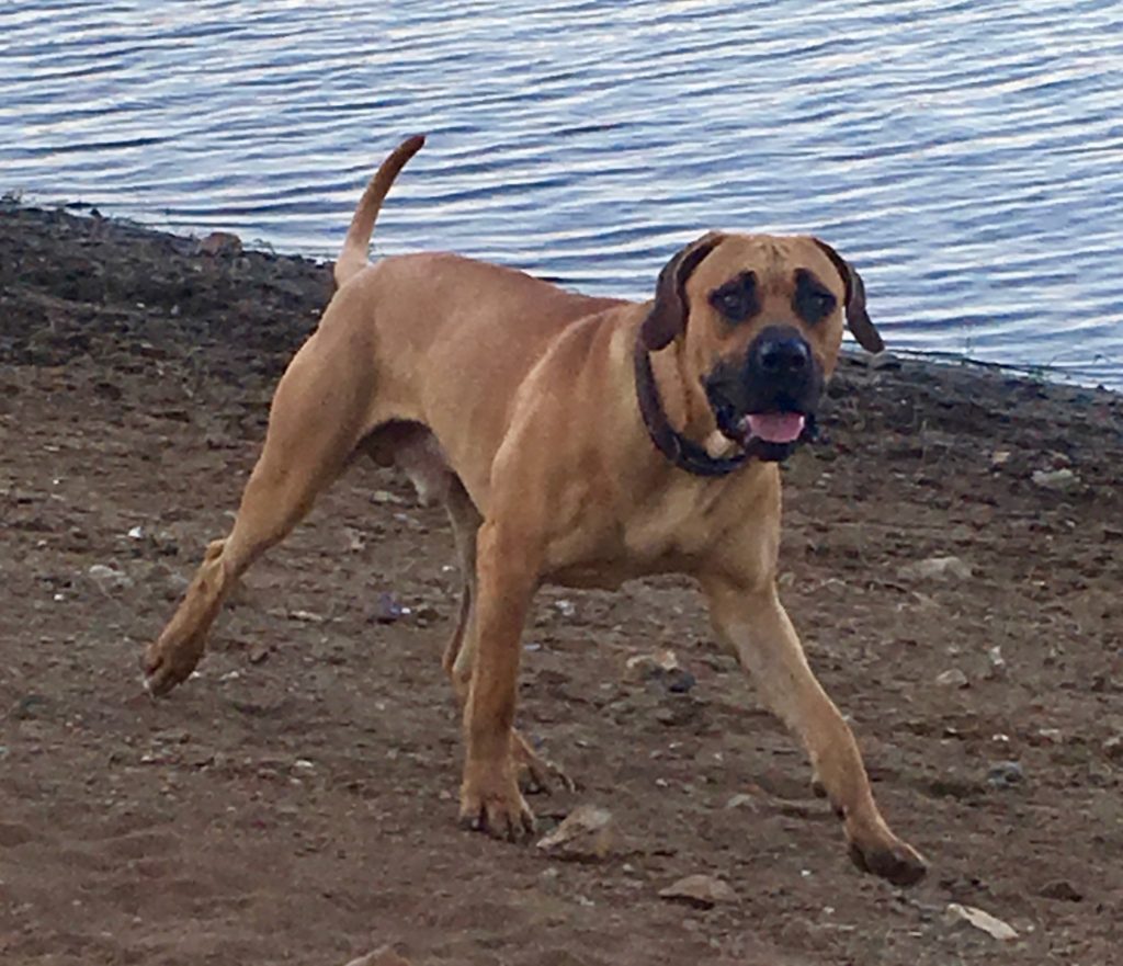 yellow black mouth cur images, yellow black mouth cur dogs