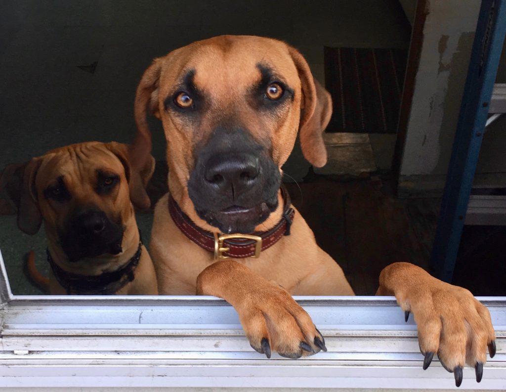 temperament of a black mouth cur