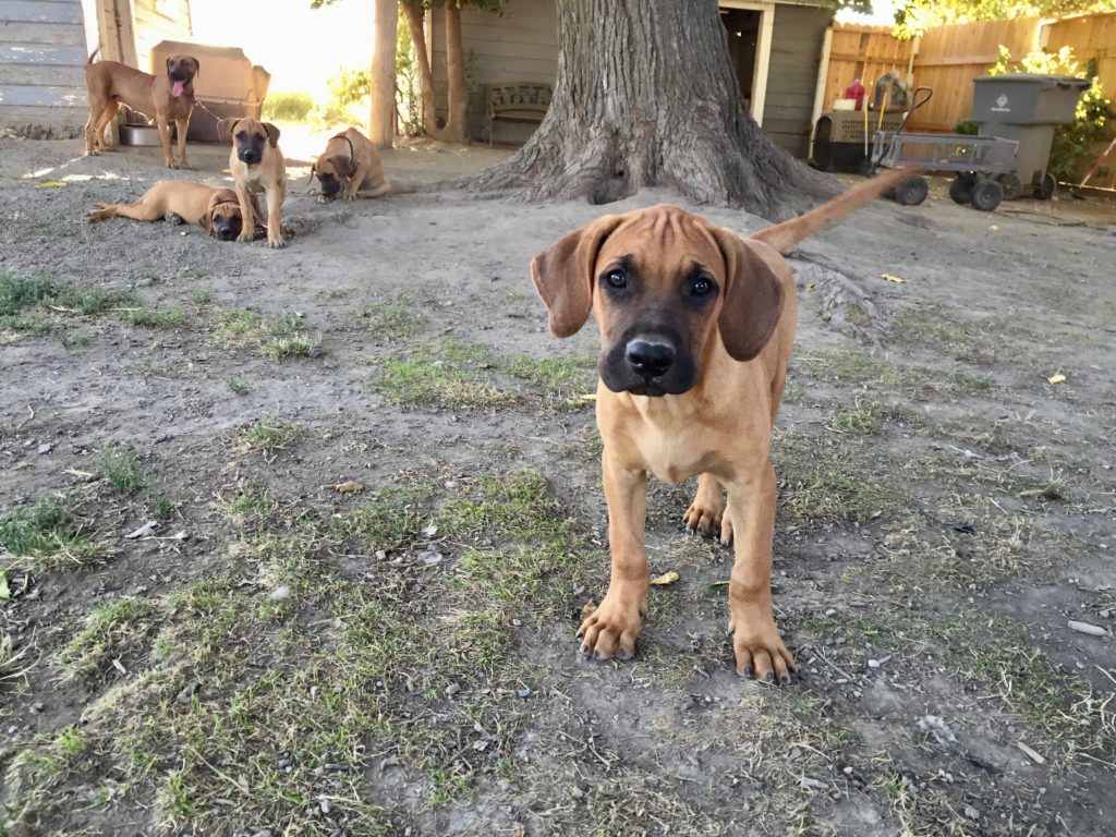 black mouth cur puppies for sale, JD Howard black mouth cur puppies
