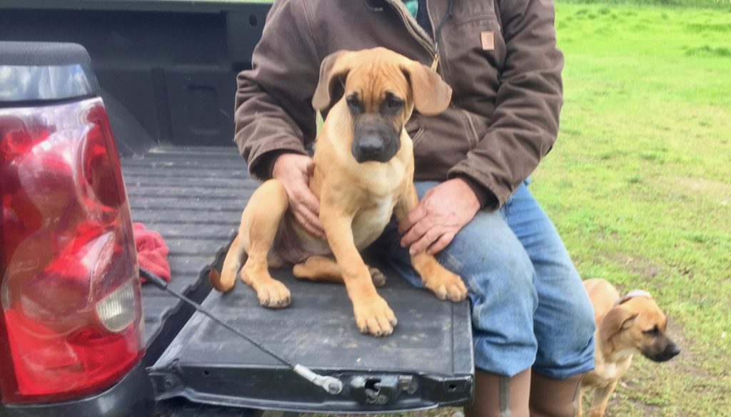 California black mouth cur puppies, black mouth cur breeders CA
