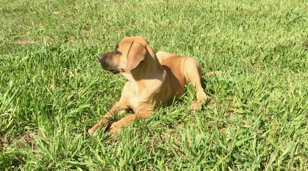 black mouth cur puppies for sale, black mouth cur puppies