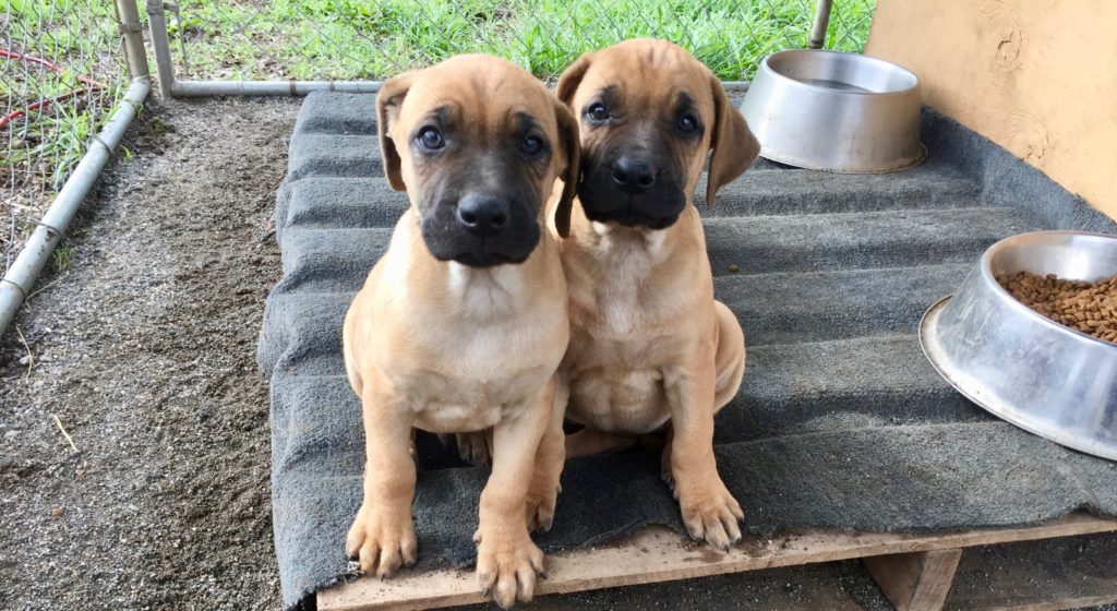 black mouth cur dogs for sale