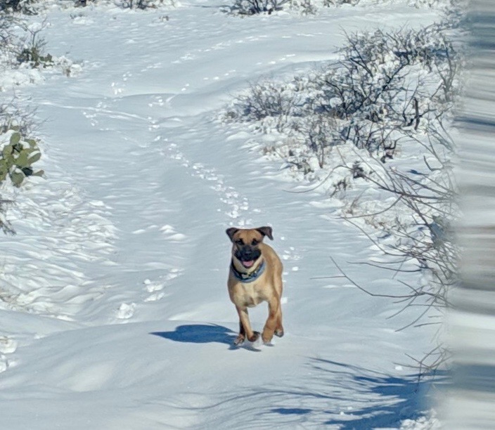 best prepper dog breeds, black mouth curs in the snow