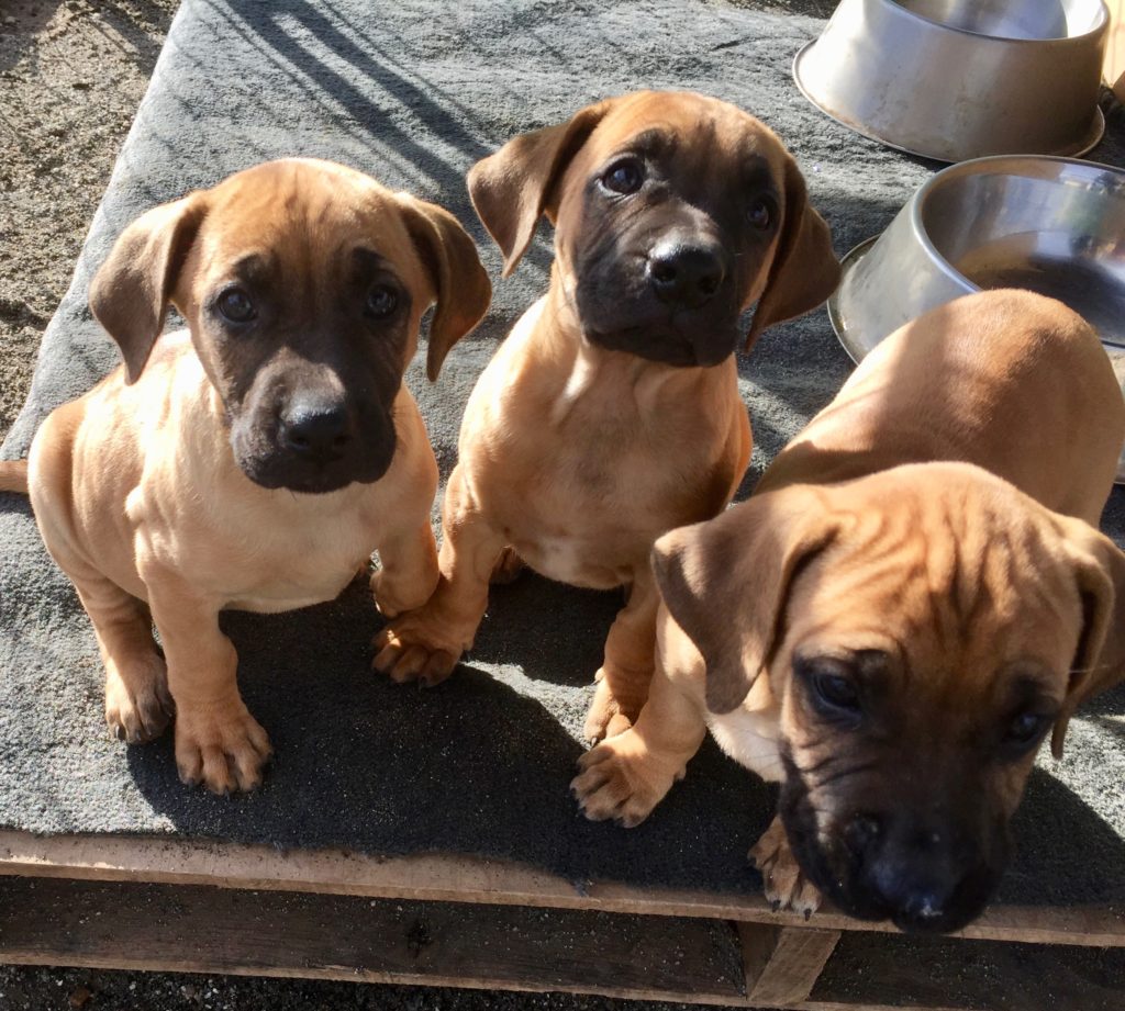 black mouth cur puppies for sale