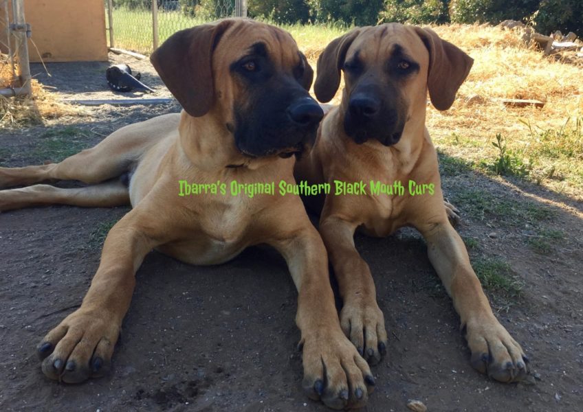 southern black mouth curs, California Black Mouth Curs, california homestead dogs, black mouth cur puppies, best homestead dogs