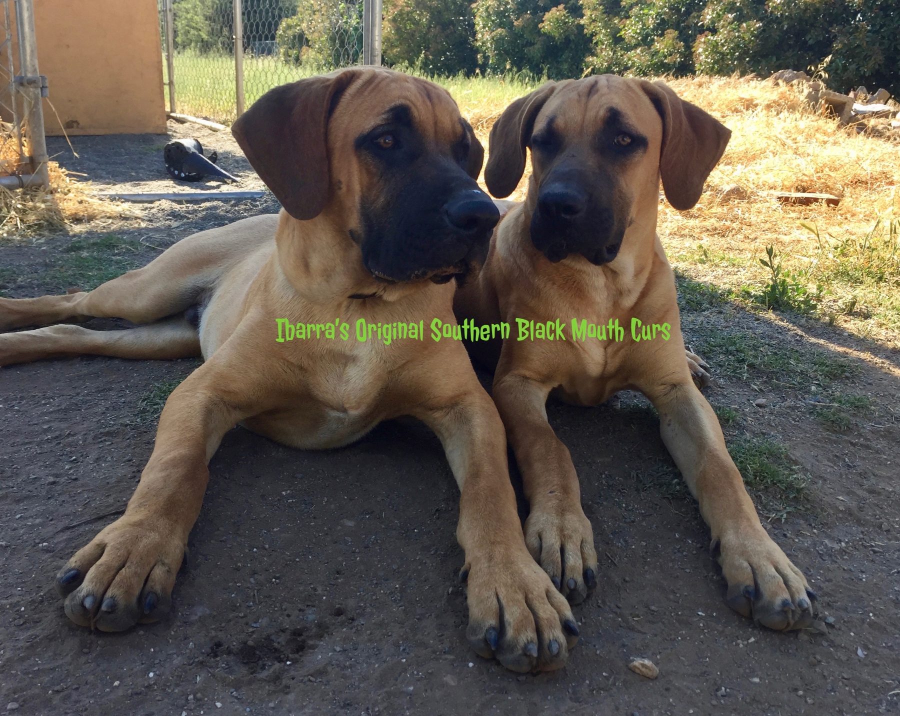 black mouth cur dogs for sale