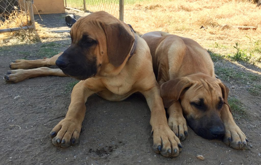 best homestead dogs, black mouth cur homestead dogs