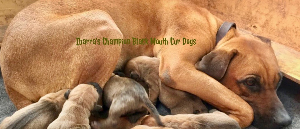 Original Southern Black Mouth Cur Dogs-