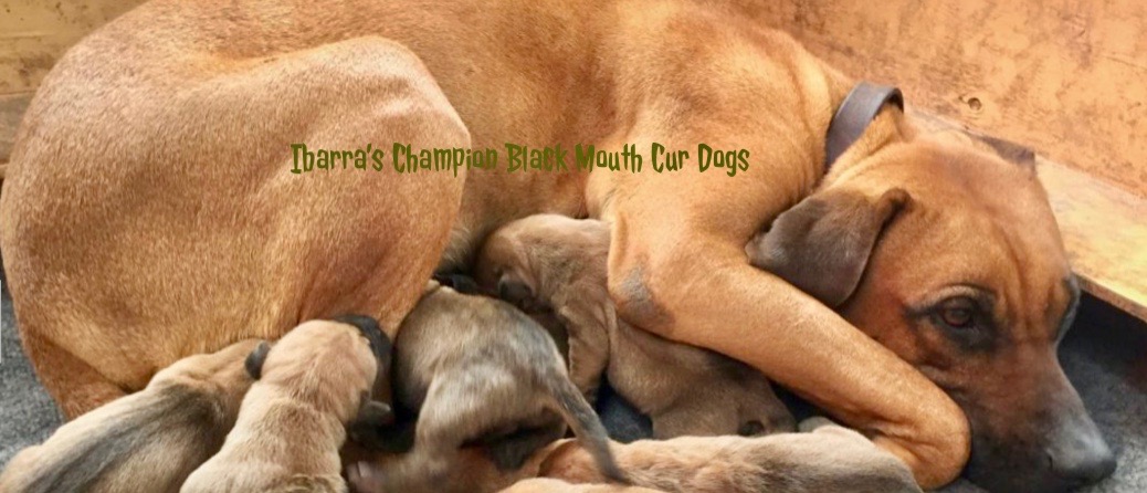 are bones safe for black mouth cur puppies