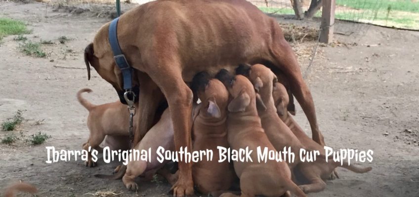 black mouth cur puppy, California black mouth cur puppies