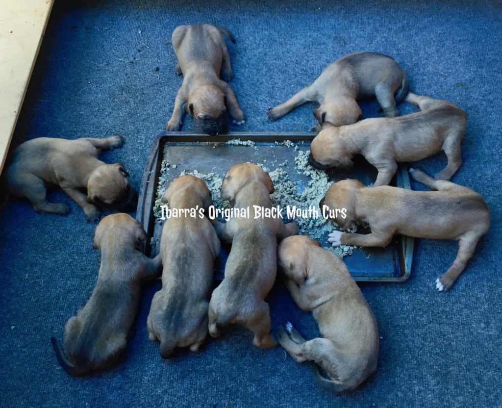 black mouth cur puppy, black mouth cur puppy food, black mouth cur puppies for sale