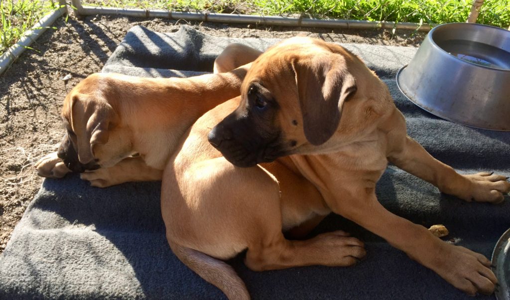 black mouth cur puppies for sale