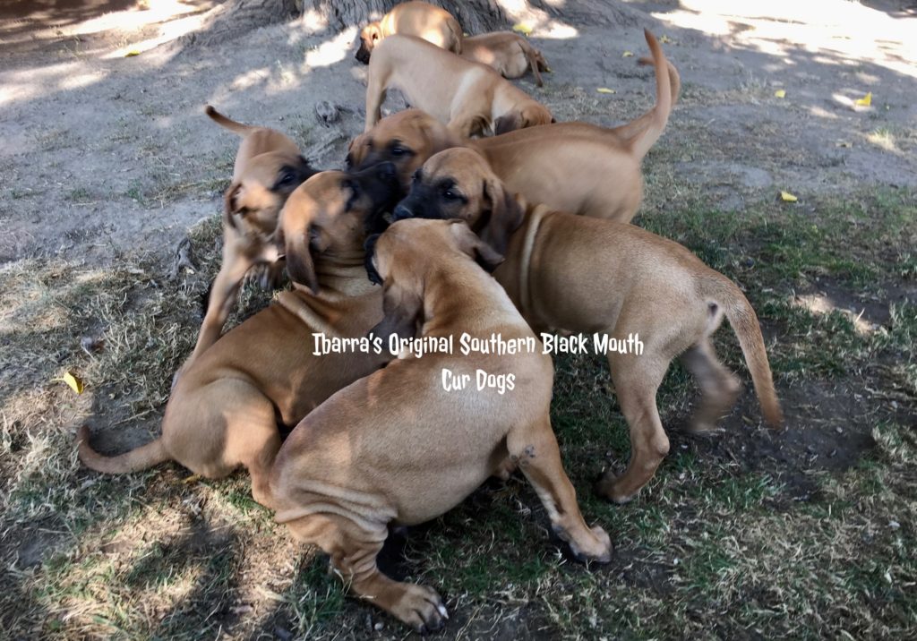 Black Mouth Cur Puppies, Black Mouth Cur Puppies for sale