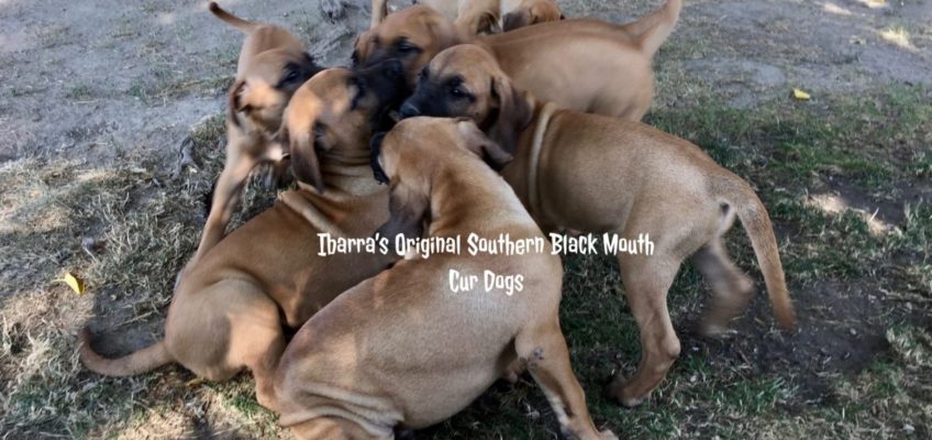 Black Mouth Cur Puppies, Black Mouth Cur Puppies for sale