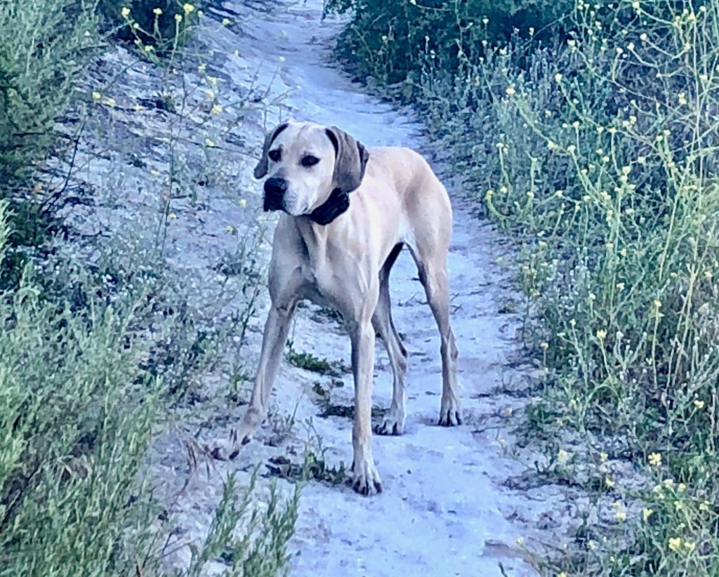 yellow black mouth cur