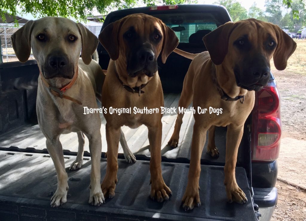 black mouth cur dogs California