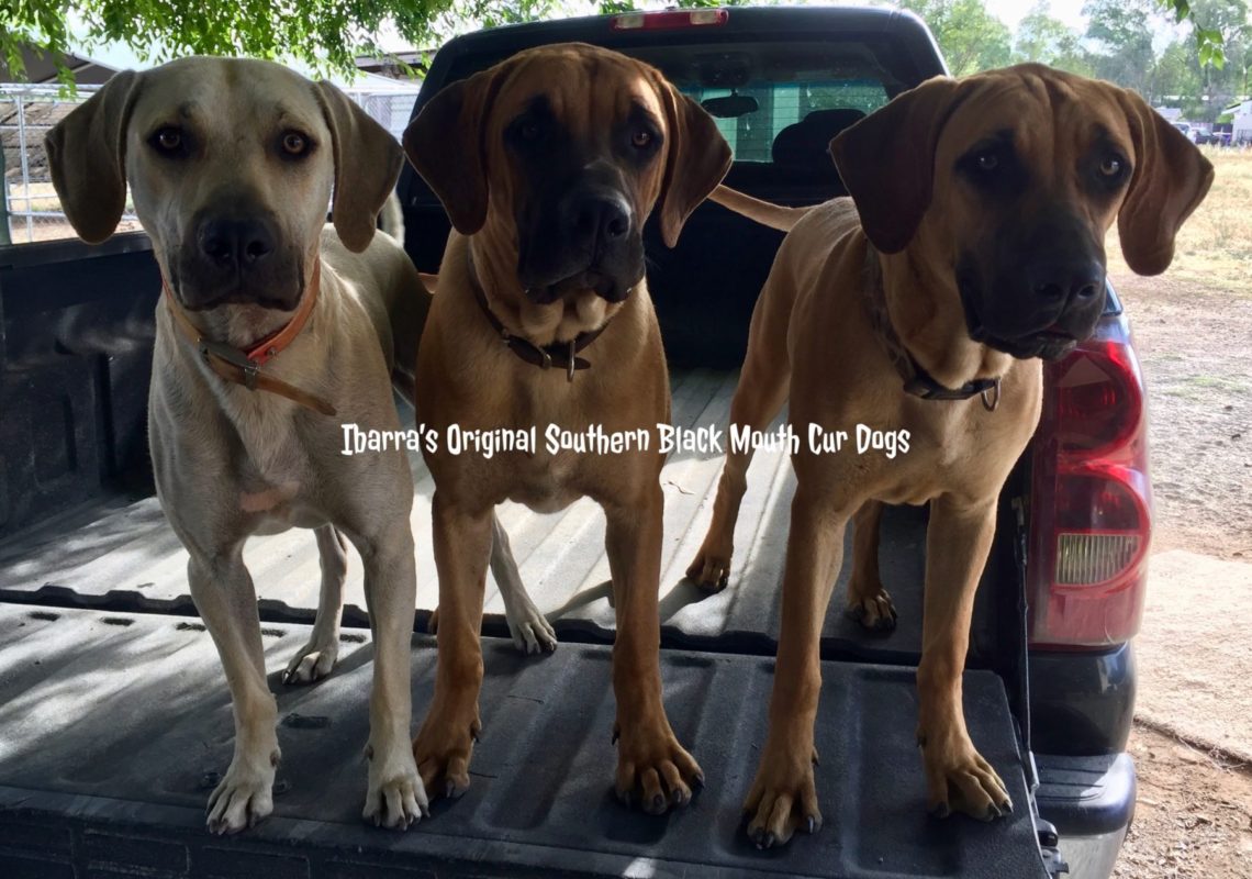 black mouth cur dogs California