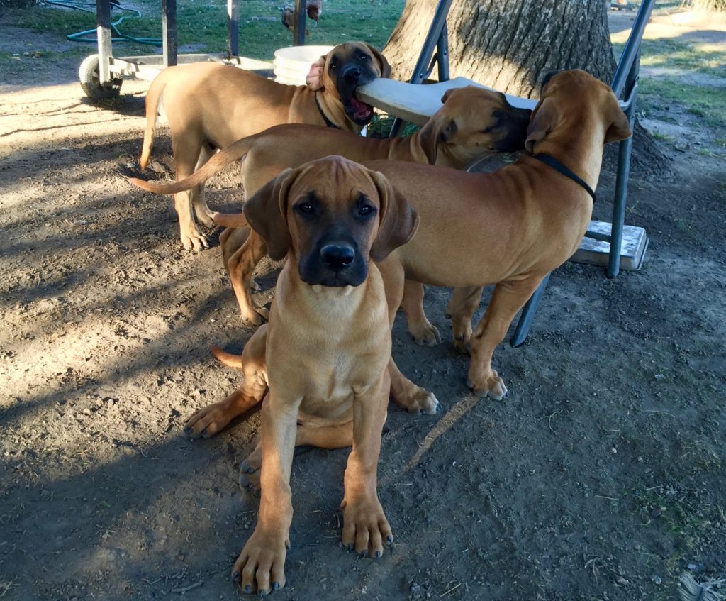 black mouth cur puppies for sale