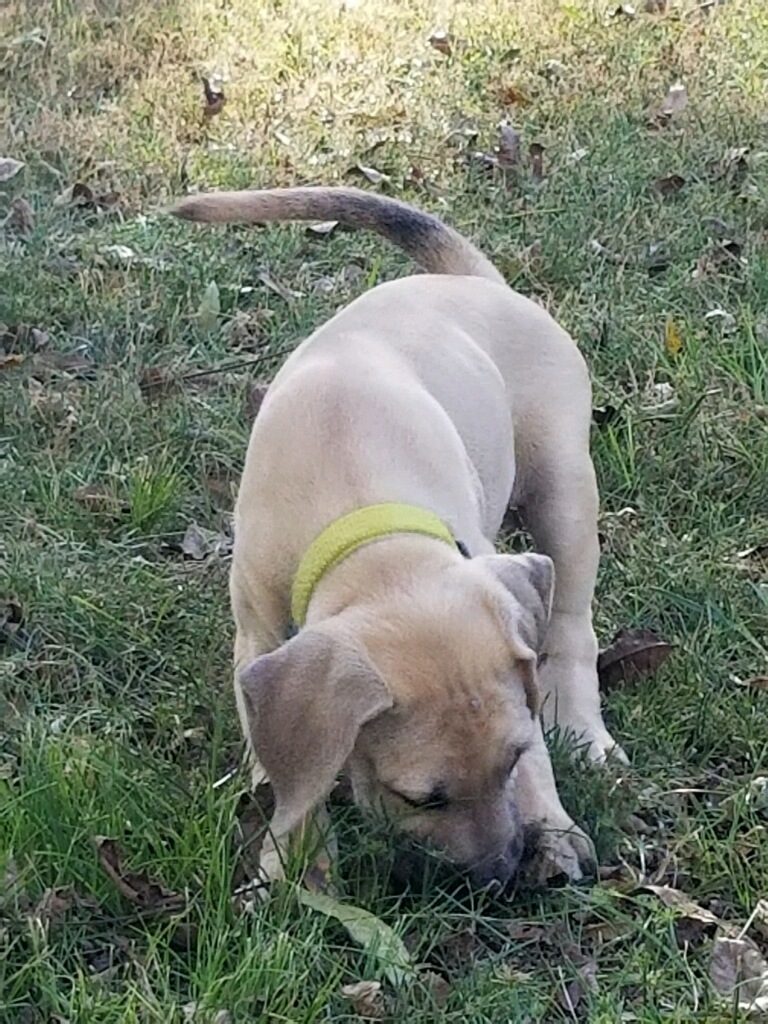 black mouth cur puppies for sale, Ladner black mouth cur puppies