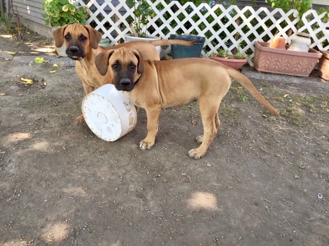 bmc puppy, how to find a bmc puppy