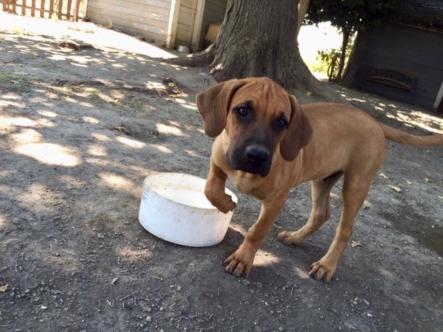 BMC puppy, black mouth cur puppies