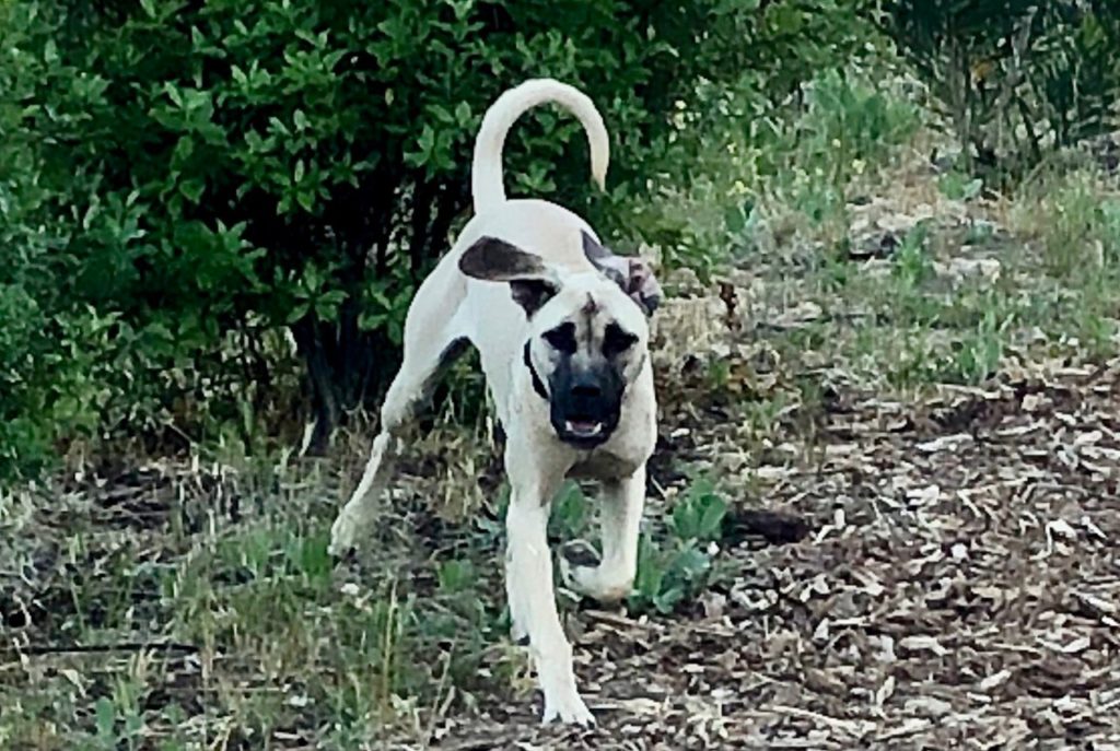 bmc puppy, California Black Mouth Cur Puppies