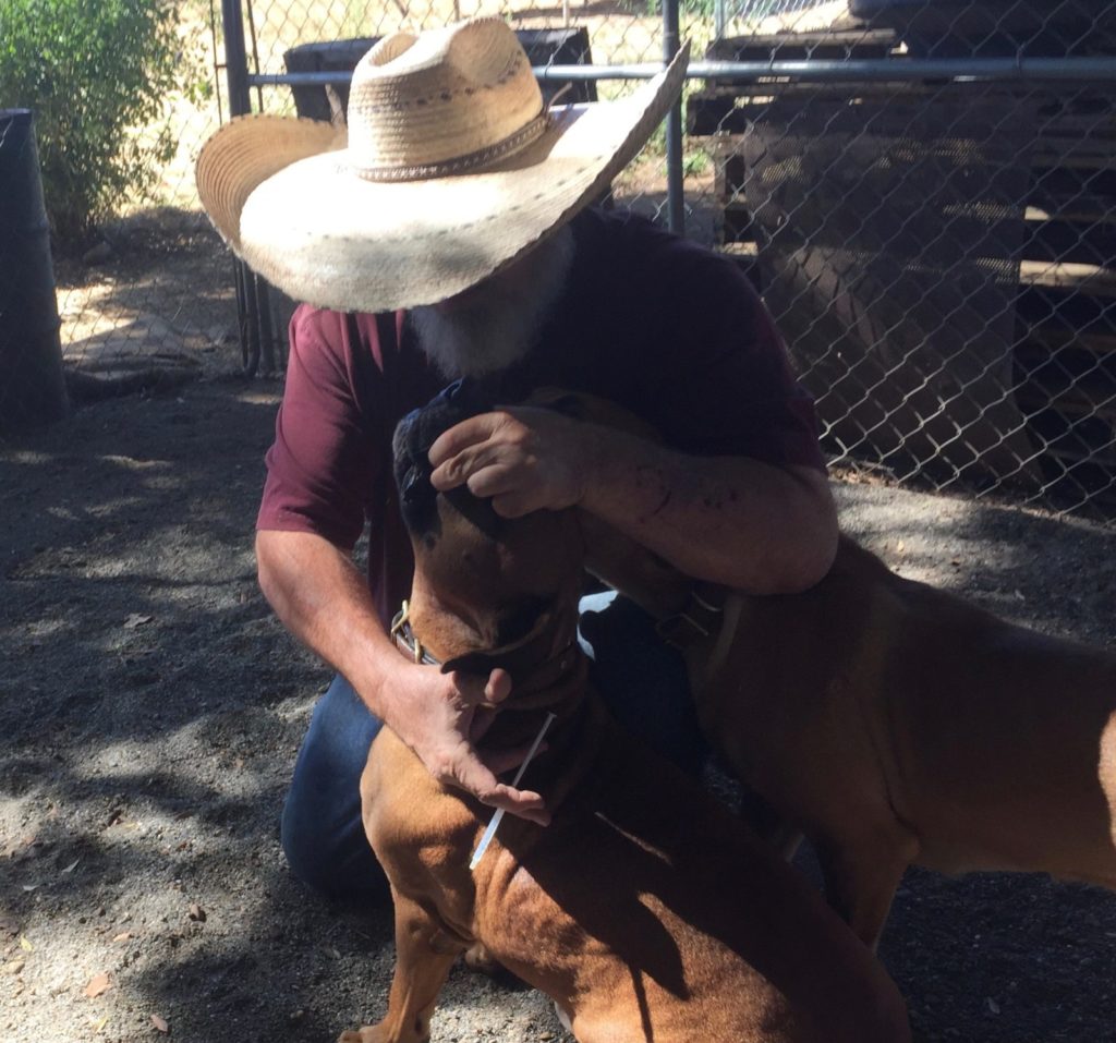 black mouth cur health