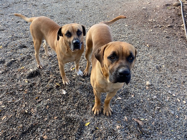 black mouth cur temperament, southern black mouth cur temperament