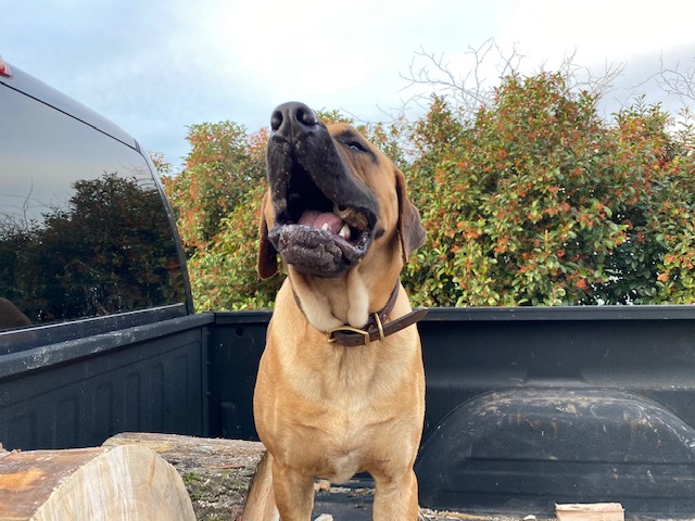 black mouth cur temperament
