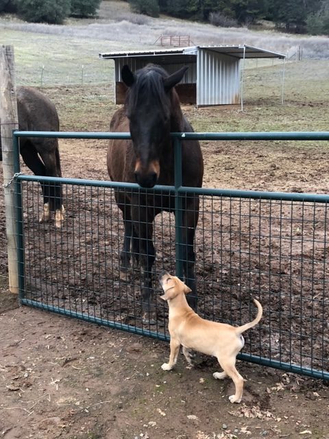 black mouth cur maintenance