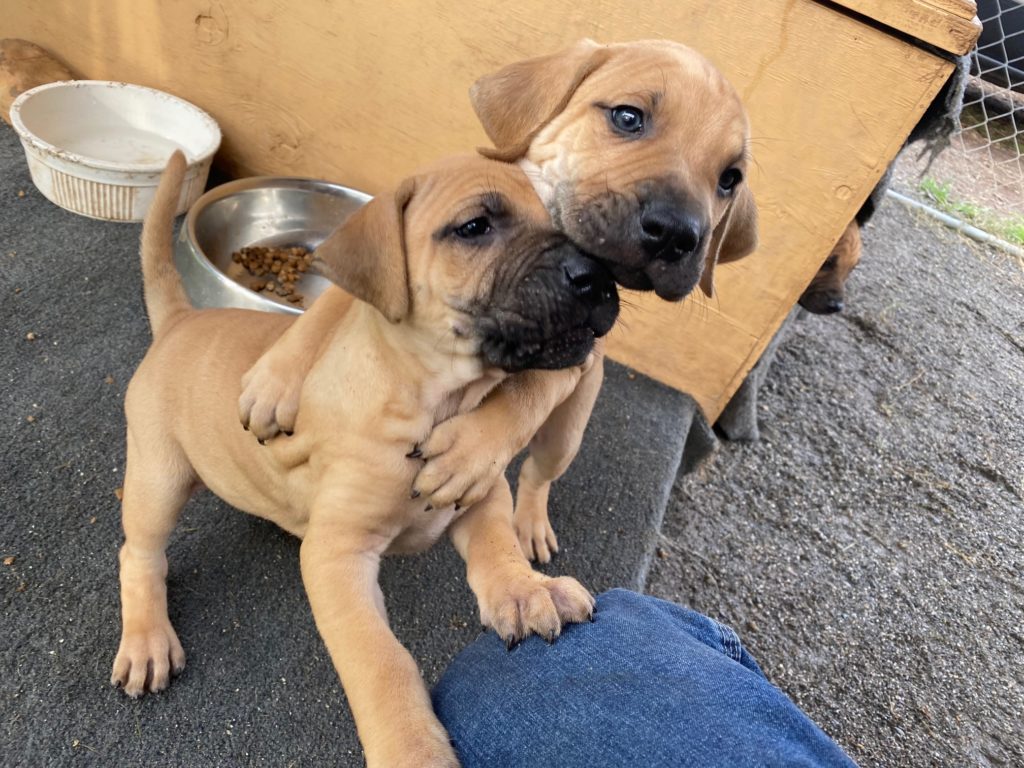 yellow black mouth cur