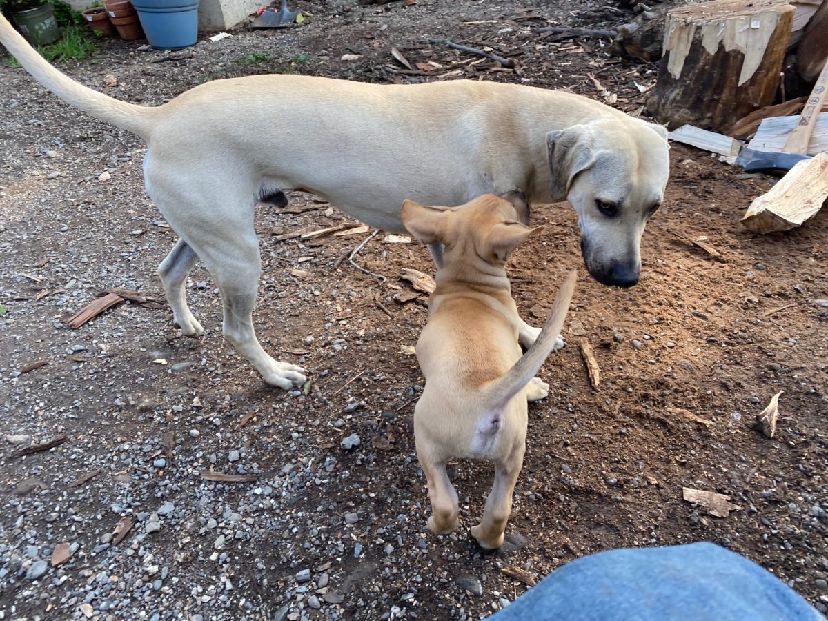 The Yellow Black Mouth Cur