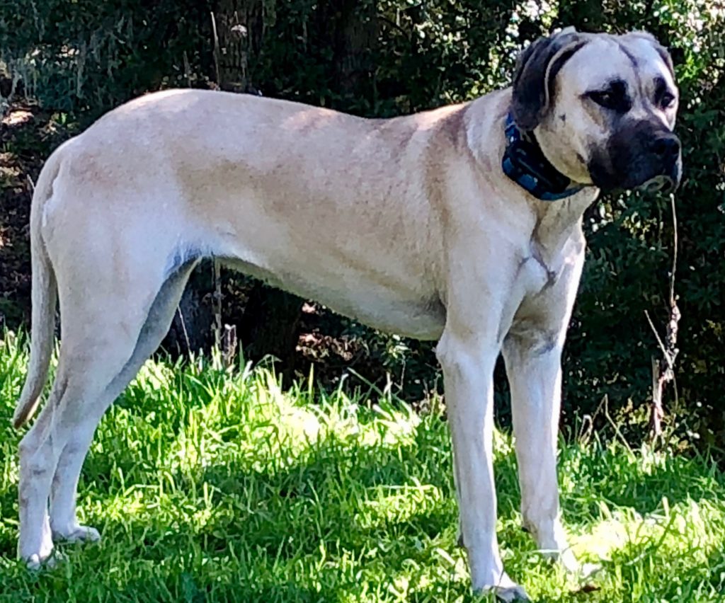 Yellow Black Mouth Cur