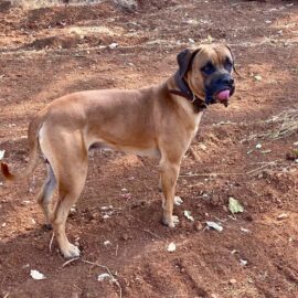 black mouth cur registries