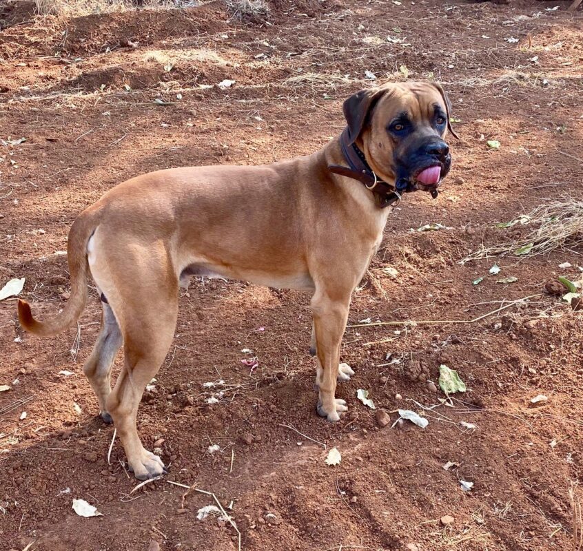 Black Mouth Cur Registries, Titles & Bloodlines