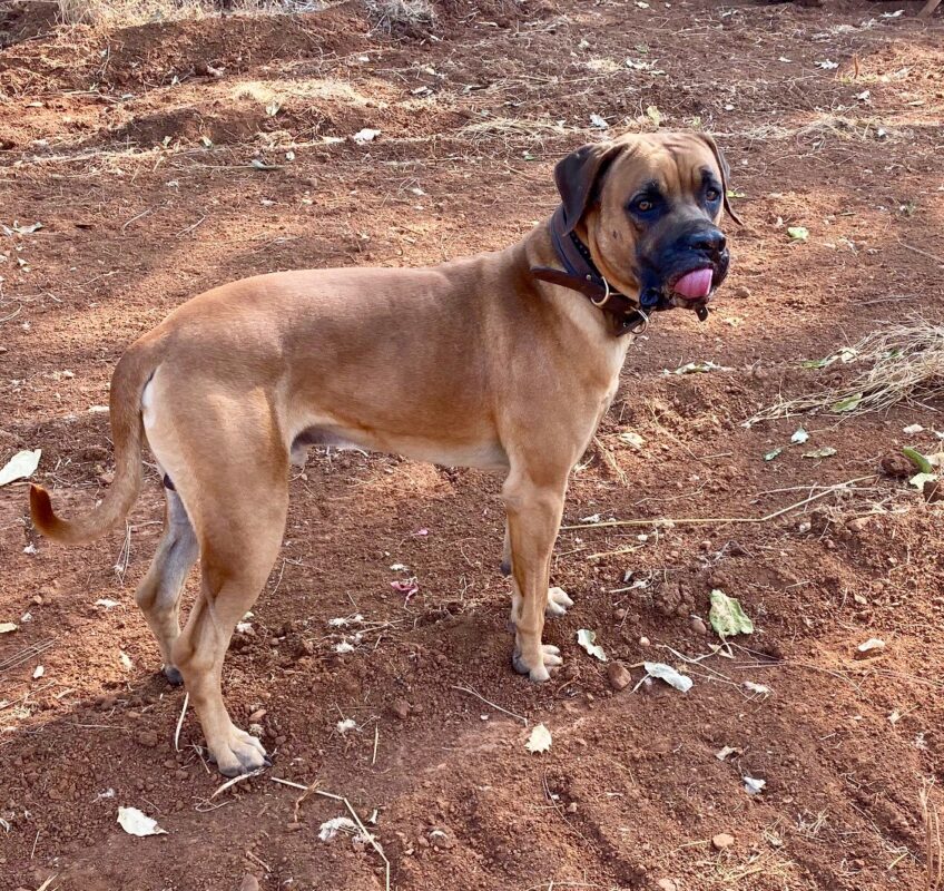 black mouth cur registries