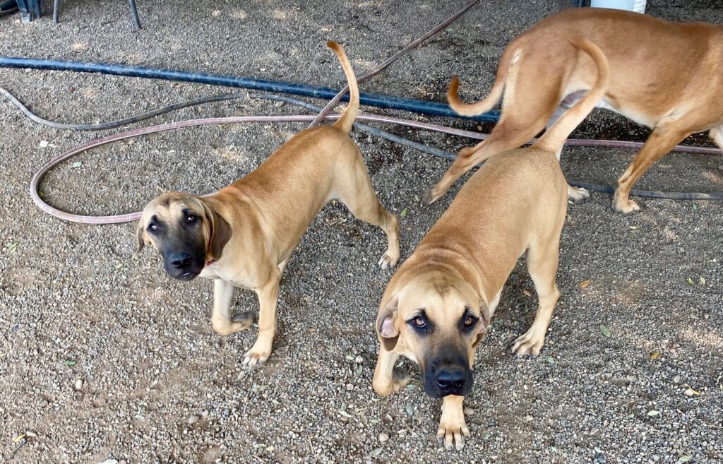 black mouth cur registries