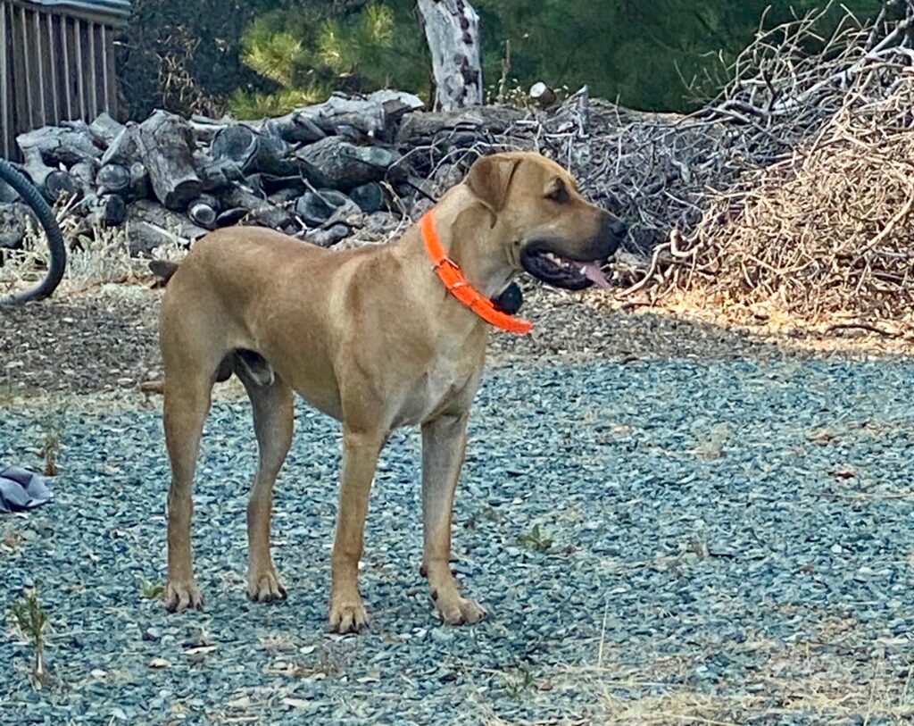 black mouth cur puppies for sale