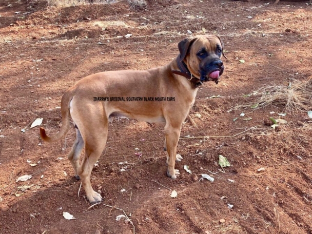 black mouth cur puppies for sale