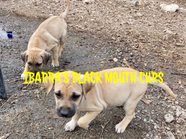 black mouth cur puppies for sale