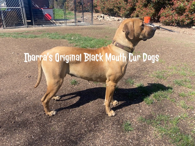 fencing for your black mouth cur
