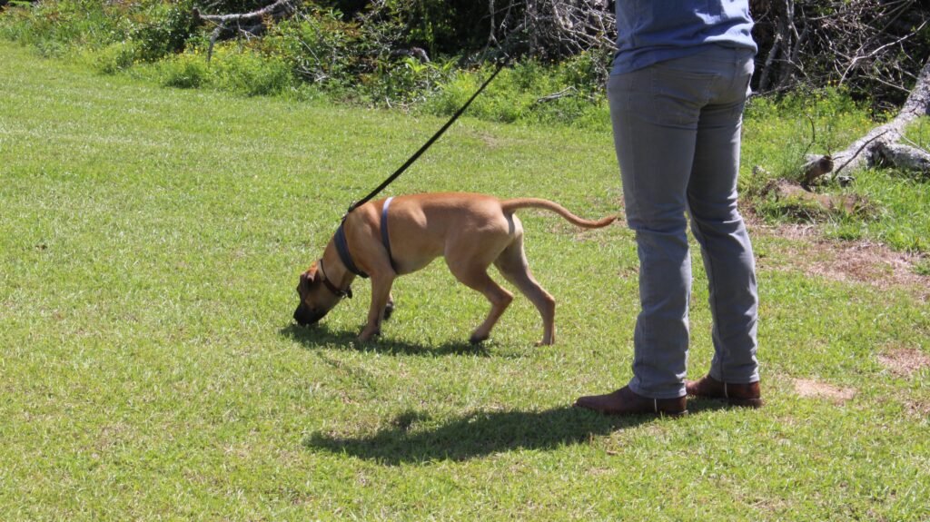 black mouth cur deer trailing