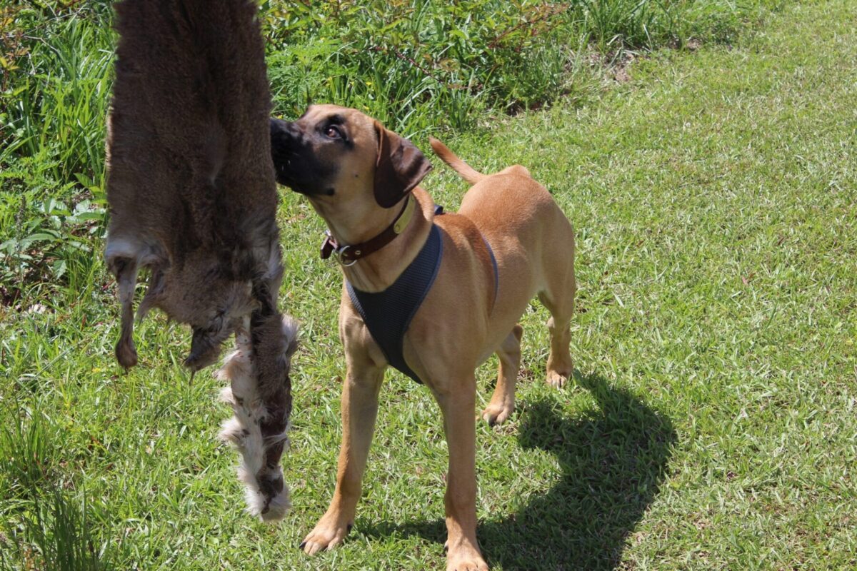 Black Mouth Cur Puppy Deer Blood Trailing