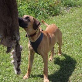 black mouth cur puppy