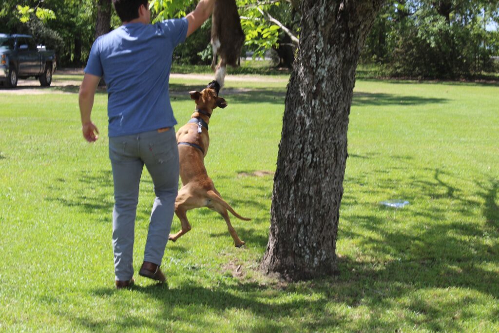 black mouth cur puppy